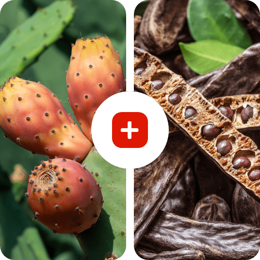 Carolean - CraveBurner