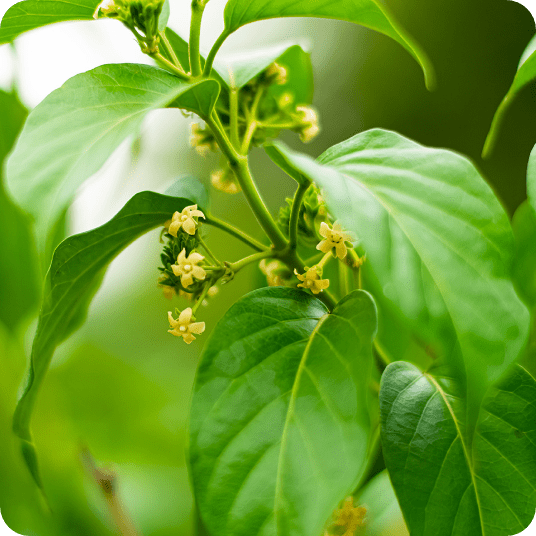 GS4 plus - CraveBurner